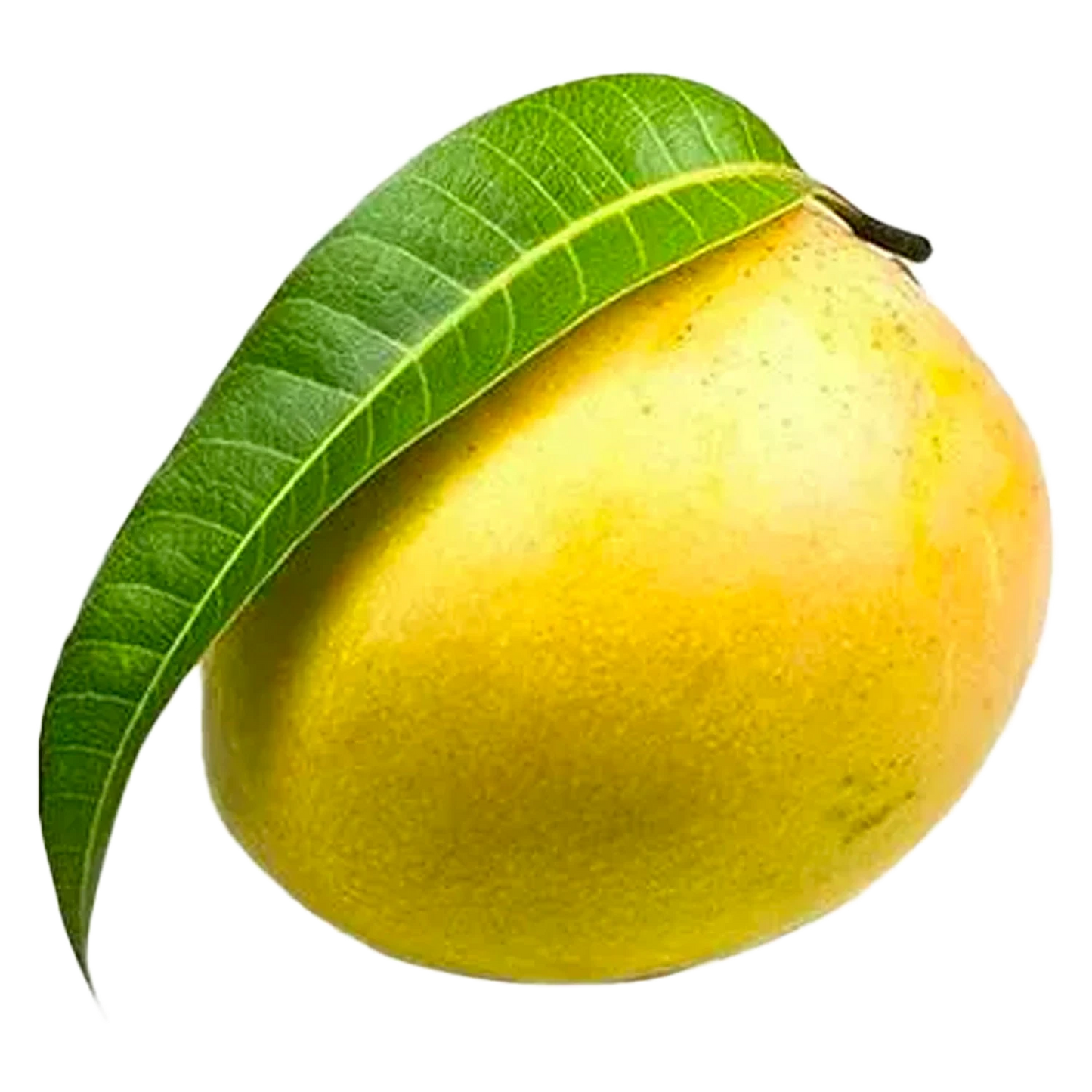 Signature Mango Box