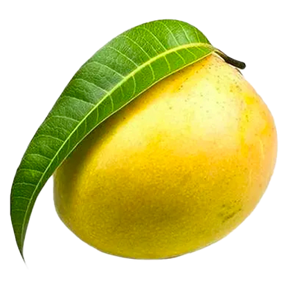 Signature Mango Box