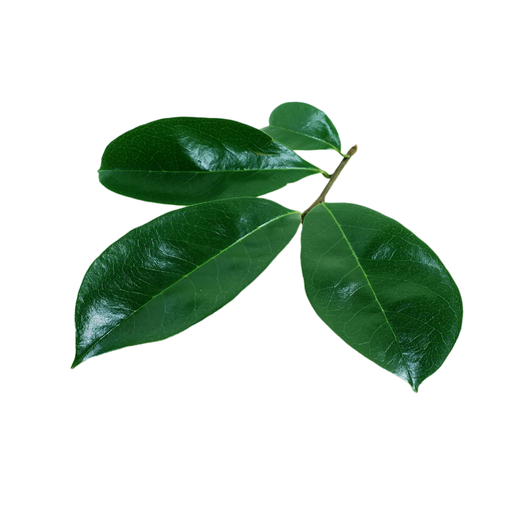Soursop Leaves