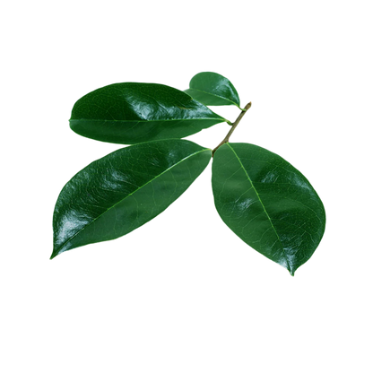 Soursop Leaves