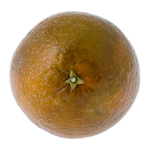 Orange - Chocolate Orange / Navel